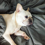 Bed Sheets Set